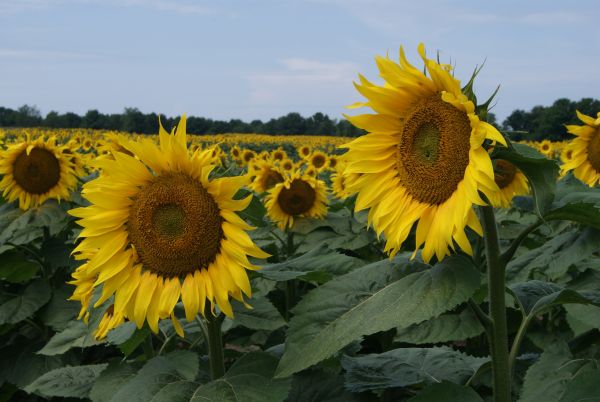 Sunflowers